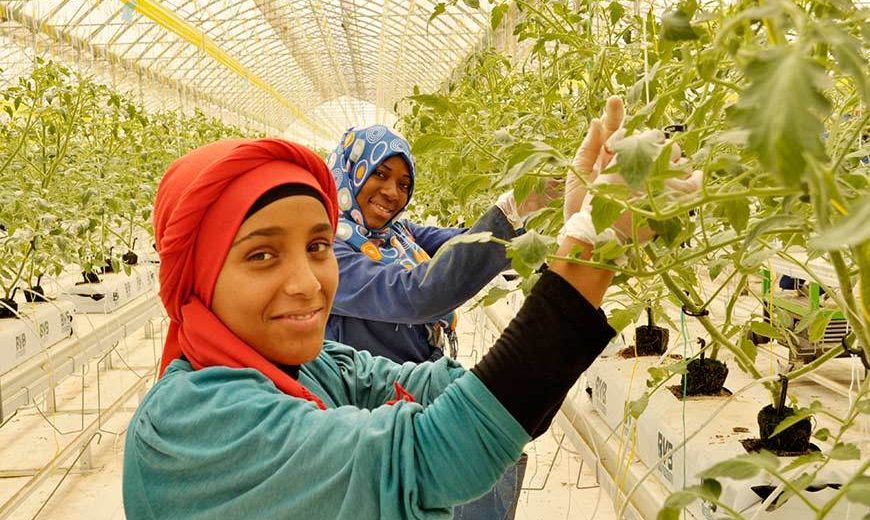 23366 Two Workers Greenhouse Tunisia 870