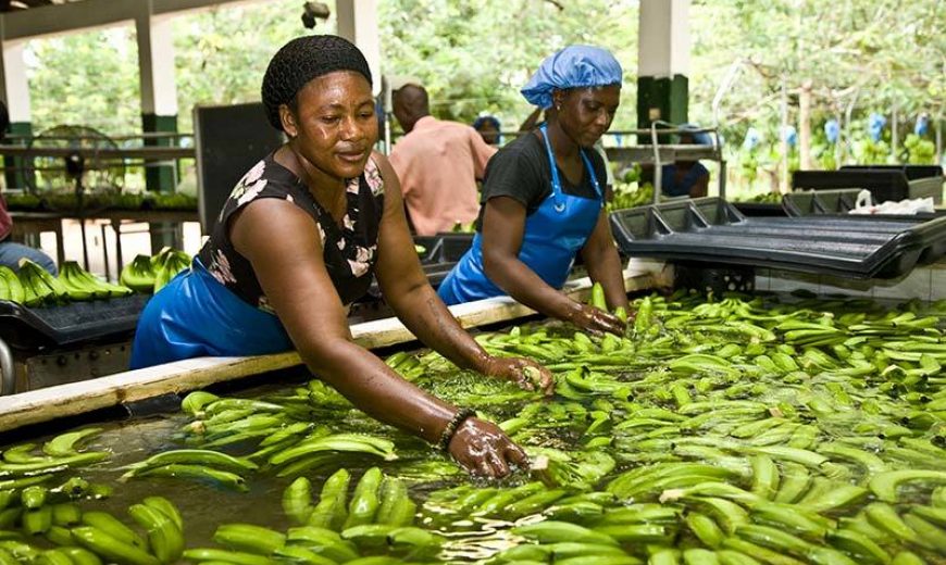 5464 Banana Workers Ghana 800