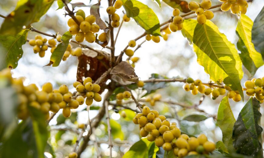 COCLA coffee cooperative Peru