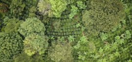 Aerial view of trees and coffee bushes