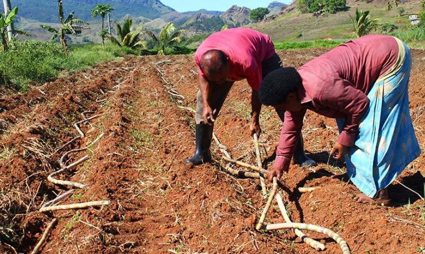 Fiji Planting Cane 03 800