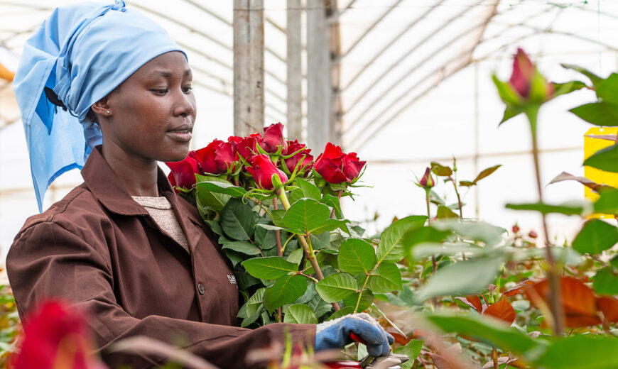 Flamingo Roses flowers and flower farms