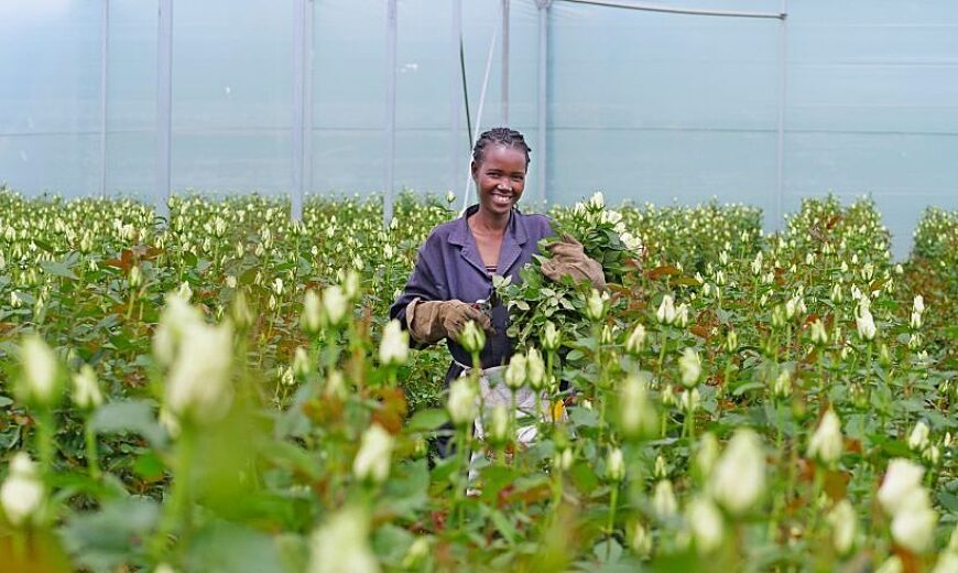 Flower worker in Aquila Roses