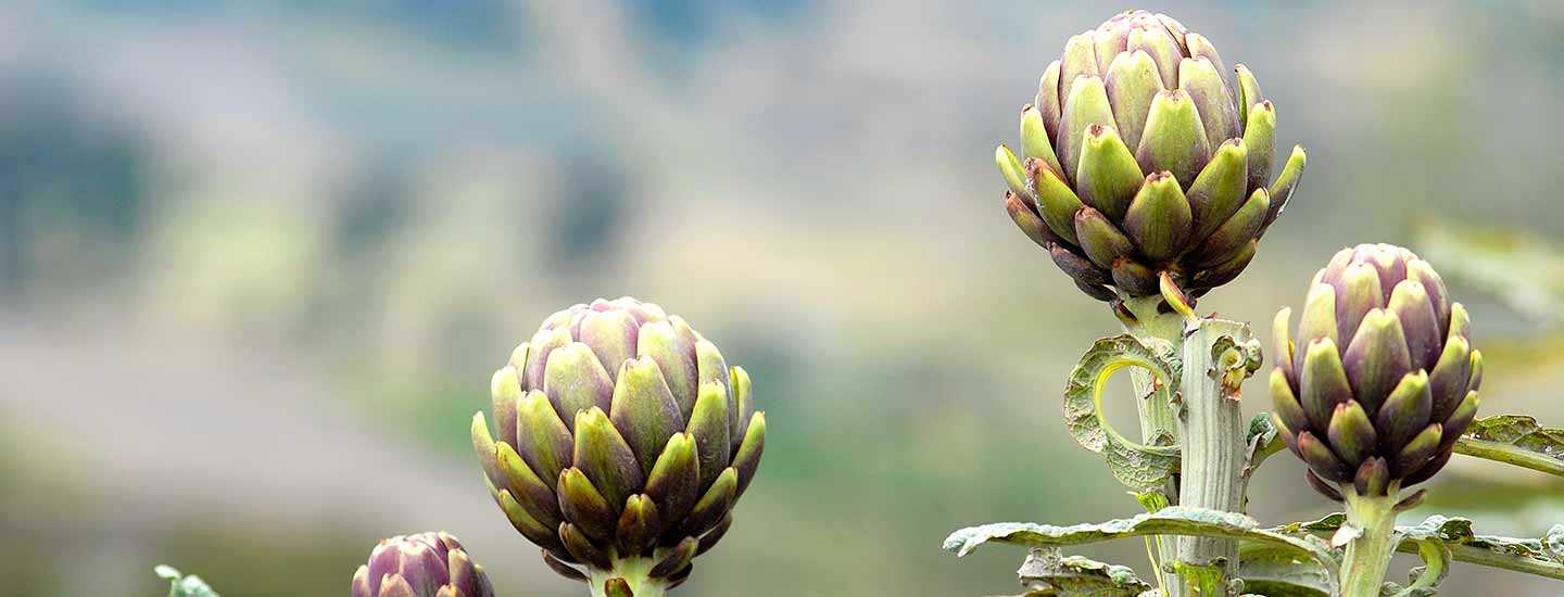 Image of artichokes