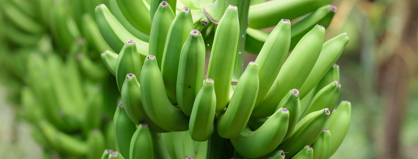 Image of bananas