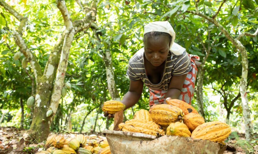 Living Income Project Côte d Ivoire