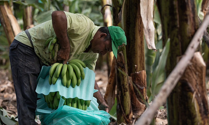 Peru Bananas producers 2021 FARMERS Docuseries scr