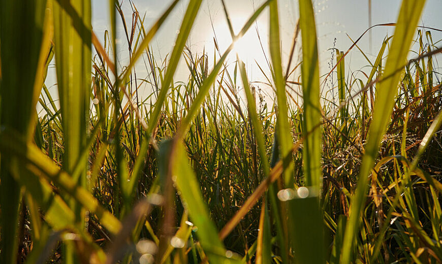 SUGAR CANE IMPACT STORIES UBPC Rodrigo 20131 scr